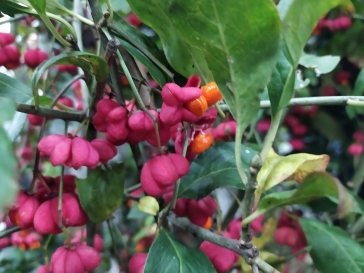     - EUONYMUS EUROPAEUS